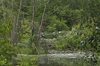 Berlin-Spandau-Klein-Venedig-20130630-211.jpg