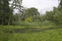 Berlin-Spandau-Klein-Venedig-20130630-214.jpg