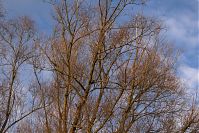 Dateiname=Berlin-Tegel-Flughafensee-20060305-37.jpg
Dateigröße=384KB
Abmessungen: 880x586
hinzugefügt am: 04. Januar 2016 Berlin-Tegel-Flughafensee-20060305-37.jpg