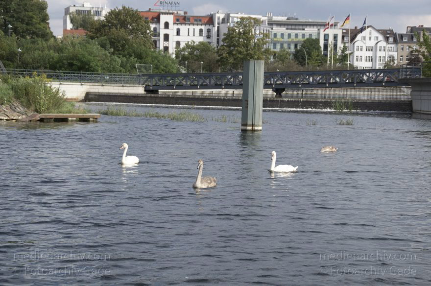 Berlin. Tegel. Tegeler Hafen. Vogel. Schwäne mit Jungen. Küken. Schwan
31. 8. 2011. Berlin. Tegel. Tegeler Hafen. Fauna. Tiere. Vogel. Vögel. Schwäne mit Jungen. Küken. Schwan
Schlüsselwörter: Berlin;Deutschland;Germany;Küken;Schwan;Schwäne;Tegel;Tegeler Hafen;Tegeler See;Vogel;2011;Vögel