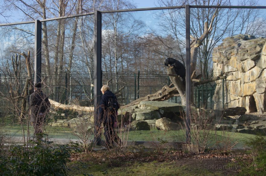 Zoologischer Garten Berlin. Tiere
7. 2. 2014. Berlin. Tiergarten. Zoologischer Garten Berlin. Tiere
Schlüsselwörter: Berlin;Tiere;Tiergarten;2014;Zoologischer Garten Berlin