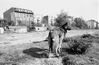 Berlin-Tiergarten-Rollheimer-19940508-118.jpg