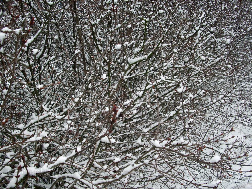 Berlin. Wedding. Nordufer. Schnee. Eis. Winter.
30. 12. 2009. Berlin. Mitte. Wedding. Nordufer. Schnee. Eis. Winter.
Schlüsselwörter: Berlin;Deutschland;Eis;Germany;Mitte;Nordufer;Schnee;Wedding;2010;Winter