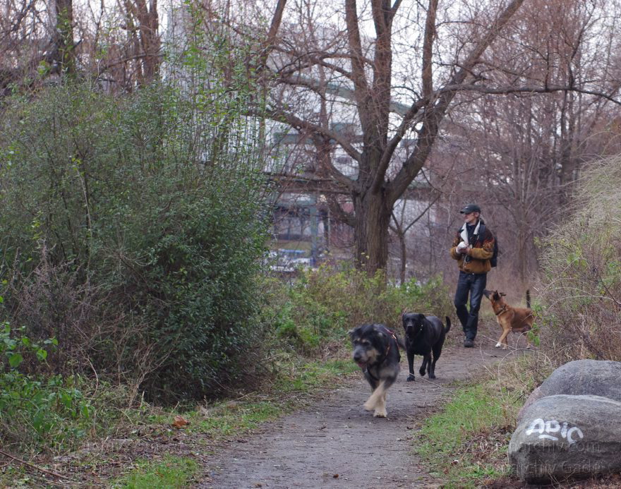 Berlin. Wedding. Mann mit freilaufenden Hunden am Nordufer
2. 12. 2011. Berlin. Mitte. Wedding. Mann mit freilaufenden Hunden am Nordufer
Schlüsselwörter: Berlin;Deutschland;Germany;Hunde;Mitte;Nordufer;2011;Wedding