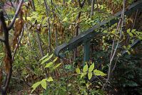 Dateiname=Berlin-Wedding-Nordufer-20081030-014.jpg
Dateigröße=325KB
Abmessungen: 880x591
hinzugefügt am: 04. Januar 2016 Berlin-Wedding-Nordufer-20081030-014.jpg