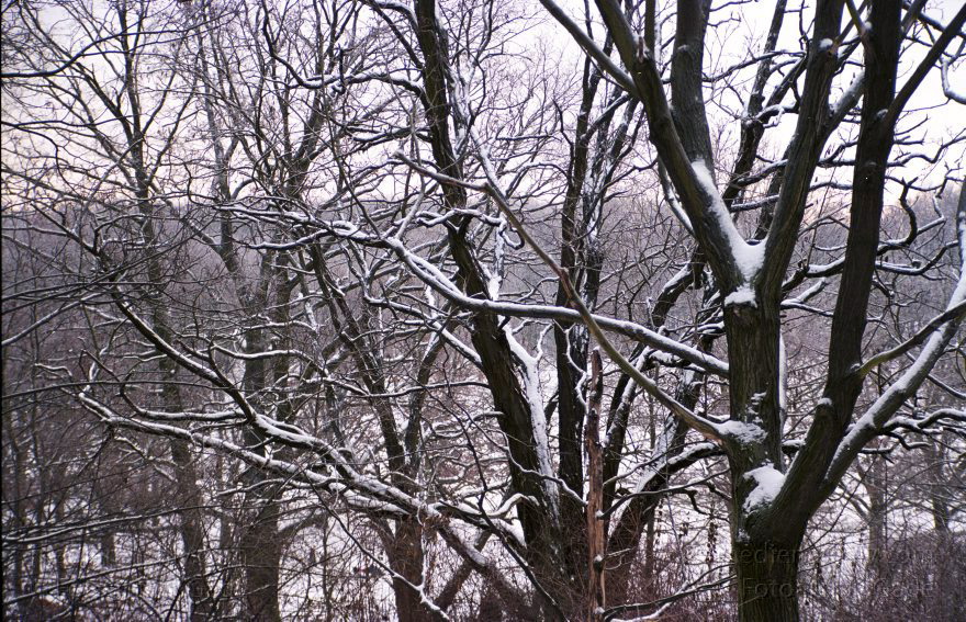 Berlin. Park Rehberge. Winter.
Januar 2003. Berlin. Wedding. Park Rehberge. Winter.
Schlüsselwörter: Berlin;Deutschland;Germany;Mitte;Park;Rehberge;Schnee;Wedding;2003;Winter