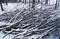 Dateiname=Berlin-Wedding-Rehberge-Winter-200301-21.jpg
Dateigröße=391KB
Abmessungen: 880x573
hinzugefügt am: 04. Januar 2016 Berlin-Wedding-Rehberge-Winter-200301-21.jpg