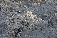 Berlin-Wedding-Rehberge-Winter-20090106-70.jpg