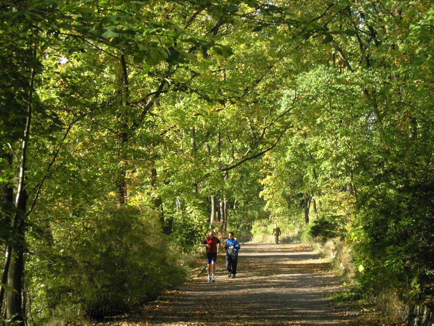 Berlin. Wedding. Rehberge
9. 10. 2004. Berlin. Mitte. Wedding. Rehberge
Schlüsselwörter: Berlin;Deutschland;Germany;Herbst;Mitte;Park;Rehberge;2004;Wedding