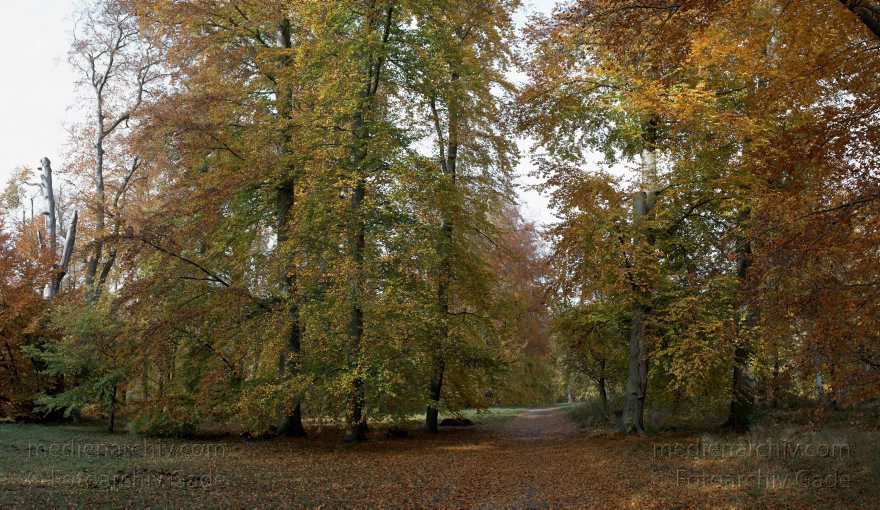 Berlin. Steglitz-Zehlendorf. Ortsteil Wannsee. Park beim Glienicker Schloss. Herbststimmung. Herbstlaub. Wald. Bäume.
1. 11. 2009. Berlin. Steglitz-Zehlendorf. Ortsteil Wannsee. Park beim Glienicker Schloss. Herbststimmung. Herbstlaub. Wald. Bäume.
Schlüsselwörter: Berlin;Deutschland;Germany;Glienicke;Herbst;Park;Steglitz-Zehlendorf;Wald;Wannsee;2009;Zehlendorf