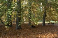 Berlin-Zehlendorf-Wannsee-Glienicke-20091101-55.jpg