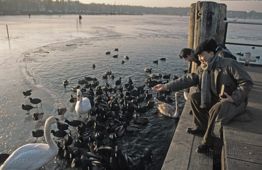 Berlin. Wannsee. Pfaueninsel. Winter. Fütterung der Vögel an der zugefrorenen Havel.
1996. Berlin. Wannsee. Pfaueninsel. Winter. Fütterung der Vögel an der zugefrorenen Havel.
Schlüsselwörter: Berlin;Deutschland;Germany;Havel;Pfaueninsel;Wannsee;Winter;1996;Zehlendorf