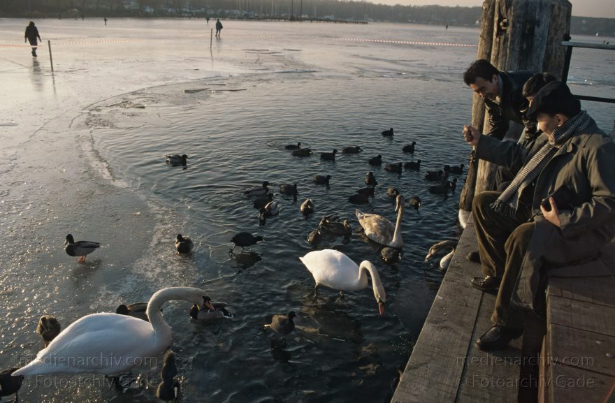 Berlin. Wannsee. Pfaueninsel. Winter. Fütterung der Vögel an der zugefrorenen Havel.
1996. Berlin. Wannsee. Pfaueninsel. Winter. Fütterung der Vögel an der zugefrorenen Havel.
Schlüsselwörter: Berlin;Deutschland;Germany;Havel;Pfaueninsel;Wannsee;Winter;1996;Zehlendorf