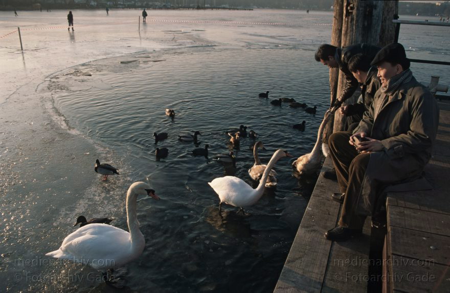 Berlin. Wannsee. Pfaueninsel. Winter. Fütterung der Vögel an der zugefrorenen Havel.
1996. Berlin. Wannsee. Pfaueninsel. Winter. Fütterung der Vögel an der zugefrorenen Havel.
Schlüsselwörter: Berlin;Deutschland;Germany;Havel;Pfaueninsel;Wannsee;Winter;1996;Zehlendorf