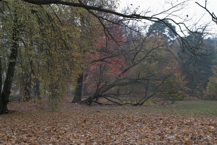 Berlin. Wannsee. Pfaueninsel. Wald mit Herbstlaub in der Parklandschaft.
2. 11. 2008. Berlin. Wannsee. Pfaueninsel. Wald mit Herbstlaub in der Parklandschaft.
Schlüsselwörter: Baum;Berlin;Blatt;Blätter;Bäume;Deutschland;Germany;Herbstlaub;Park;Pfaueninsel;Wald;Wannsee;2008;Zehlendorf