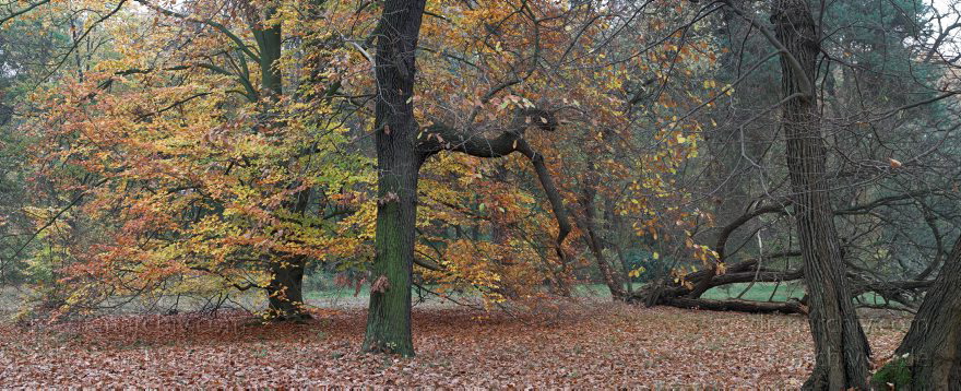 Berlin. Wannsee. Pfaueninsel. Wald mit Herbstlaub in der Parklandschaft.
2. 11. 2008. Berlin. Wannsee. Pfaueninsel. Wald mit Herbstlaub in der Parklandschaft. (Composing aus mehreren Einzelbildern. Pentax K20D)
Schlüsselwörter: Baum;Berlin;Deutschland;Germany;Herbstlaub;Pfaueninsel;Wald;Wannsee;2008;Zehlendorf