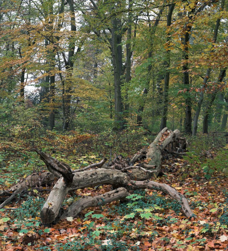 Berlin. Wannsee. Pfaueninsel. Wald mit Herbstlaub in der Parklandschaft.
2. 11. 2008. Berlin. Wannsee. Pfaueninsel. Wald mit Herbstlaub in der Parklandschaft. (Composing aus mehreren Einzelbildern. Pentax K20D)
Schlüsselwörter: Baum;Berlin;Deutschland;Germany;Herbstlaub;Pfaueninsel;Wald;Wannsee;2008;Zehlendorf