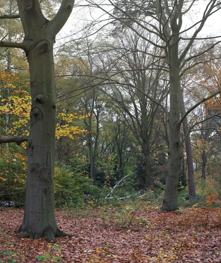 Berlin. Wannsee. Pfaueninsel. Wald mit Herbstlaub in der Parklandschaft.
2. 11. 2008. Berlin. Wannsee. Pfaueninsel. Wald mit Herbstlaub in der Parklandschaft. (Composing aus mehreren Einzelbildern. Pentax K20D)
Schlüsselwörter: Baum;Berlin;Deutschland;Germany;Herbstlaub;Pfaueninsel;Wald;Wannsee;2008;Zehlendorf