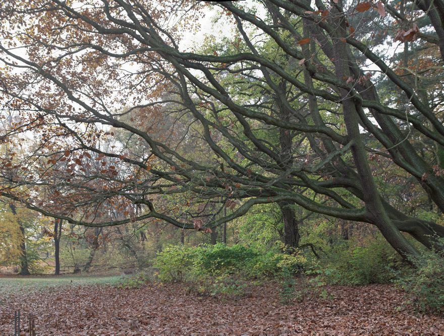 Berlin. Wannsee. Pfaueninsel. Wald mit Herbstlaub in der Parklandschaft.
2. 11. 2008. Berlin. Wannsee. Pfaueninsel. Wald mit Herbstlaub in der Parklandschaft. (Composing aus mehreren Einzelbildern. Pentax K20D)
Schlüsselwörter: Baum;Berlin;Deutschland;Germany;Herbstlaub;Pfaueninsel;Wald;Wannsee;2008;Zehlendorf