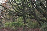 Berlin-Zehlendorf-Wannsee-Pfaueninsel-20081102-45.jpg