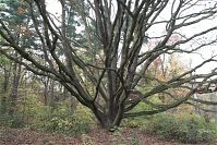 Berlin-Zehlendorf-Wannsee-Pfaueninsel-20081102-48.jpg