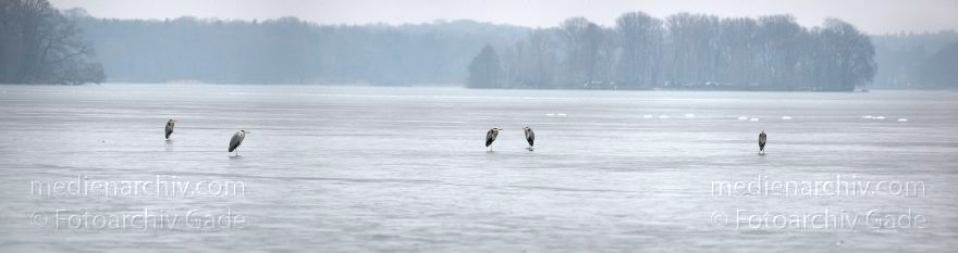 Berlin. Reinickendorf. Tegel. Graureiher auf dem zugefrorenen Tegeler See. Winter
27. 2. 2011. Berlin. Reinickendorf. Tegel. Graureiher auf dem zugefrorenen Tegeler See. Winter
Schlüsselwörter: 2011;Berlin;Deutschland;Eis;Germany;Graureiher;Panorama;Reinickendorf;Schnee;Tegel;Tegeler See;Winter;zugefroren