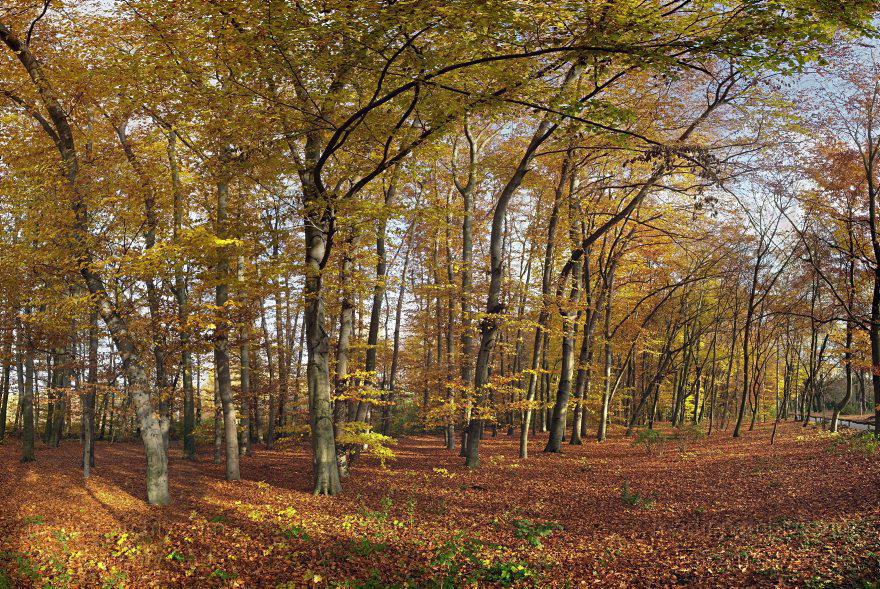 Berlin. Park Rehberge. Herbstlaub
12. 11. 2009. Berlin. Mitte. Wedding. Park Rehberge. Leuchtendes Herbstlaub. Baum. Bäume. Wald
Schlüsselwörter: Baum;Berlin;Buchen;Bäume;Deutschland;Germany;Herbstlaub;Mitte;Panorama;Park;Rehberge;Wald;2009;Wedding