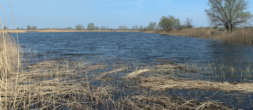 Brandenburg. Rhinluch. Teiche bei Linum.
10. 4. 2009. Brandenburg. Rhinluch. Teiche bei Linum. Schilfgürtel. Gute Angelgewässer. (Panorama aus mehreren Bildern)
Schlüsselwörter: Brandenburg;Deutschland;Germany;Linum;Panorama;Rhinluch;Schilfgürtel;2009;Teiche