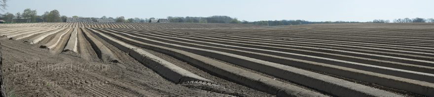 Brandenburg. Spargelfeld bei Linum. Landwirtschaft.
18. 4. 2010. Brandenburg. Spargelfeld bei Linum. Landwirtschaft. (Panorama aus mehreren Bildern)
Schlüsselwörter: Brandenburg;Deutschland;Germany;Landwirtschaft;Linum;Panorama;2010;Spargelfeld