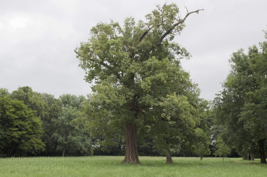 Eiche im Schlosspark in Baruth / Mark
17. 6. 2014. Brandenburg Baruth/Mark. Eiche im Schlosspark in Baruth / Mark
Schlüsselwörter: Baruth/Mark;Baum;Brandenburg;Eiche;Schloss;2014;Schlosspark;Baruth  Mark