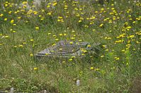 Dateiname=Brandenburg-Baruth-Ehrenfriedhof-20140617-227.jpg
Dateigröße=320KB
Abmessungen: 880x584
hinzugefügt am: 02. Januar 2016 Brandenburg-Baruth-Ehrenfriedhof-20140617-227.jpg