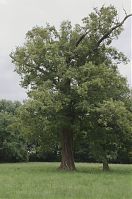Brandenburg-Baruth-Schloss-20140616-174.jpg