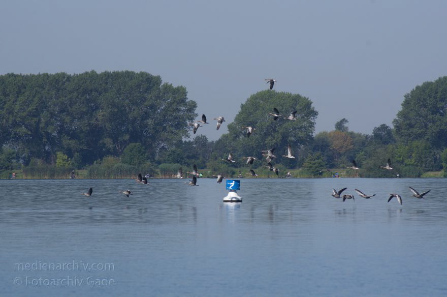 Brandenburg. Ketzin. Trebelsee. Fluss Havel. Aufgescheuchter Gänseschwarm
19. 8. 2012. Brandenburg. Ketzin. Trebelsee. Fluss Havel. Vom schnellen Motorboot aufgescheuchter Gänseschwarm. Gans
Schlüsselwörter: Brandenburg;Deutschland;Fluss;Gans;Germany;Gänse;Havel;Ketzin;2012;Motorboot