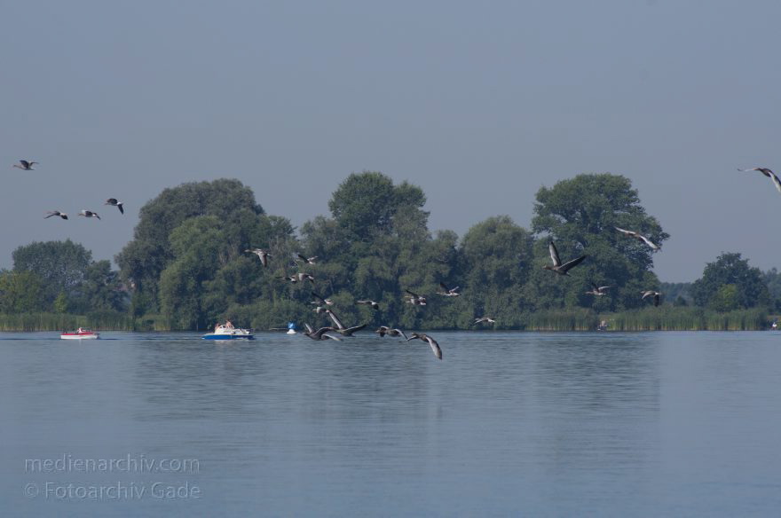Brandenburg. Ketzin. Trebelsee. Fluss Havel. Aufgescheuchter Gänseschwarm
19. 8. 2012. Brandenburg. Ketzin. Trebelsee. Fluss Havel. Vom schnellen Motorboot aufgescheuchter Gänseschwarm. Gans
Schlüsselwörter: Brandenburg;Deutschland;Fluss;Gans;Germany;Gänse;Havel;Ketzin;2012;Motorboot