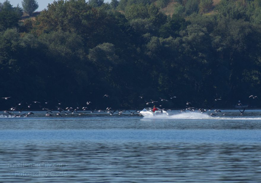Brandenburg. Ketzin. Trebelsee. Fluss Havel. Motorboot und Gänse
19. 8. 2012. Brandenburg. Ketzin. Trebelsee. Fluss Havel. Ein schnelles Motorboot scheucht Gänse auf. Gans
Schlüsselwörter: Brandenburg;Deutschland;Fluss;Gans;Germany;Gänse;Havel;Ketzin;2012;Motorboot