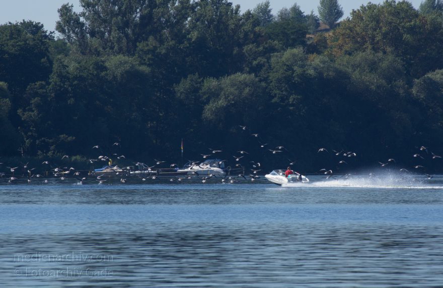 Brandenburg. Ketzin. Trebelsee. Fluss Havel. Motorboot und Gänse
19. 8. 2012. Brandenburg. Ketzin. Trebelsee. Fluss Havel. Ein schnelles Motorboot scheucht Gänse auf. Gans
Schlüsselwörter: Brandenburg;Deutschland;Fluss;Gans;Germany;Gänse;Havel;Ketzin;2012;Motorboot