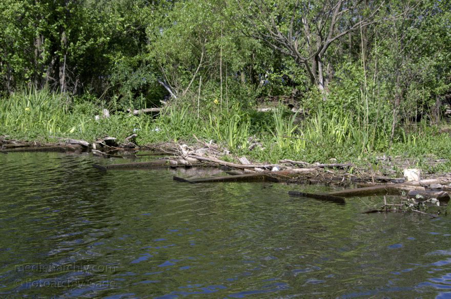 Hennigsdorf. Barriere zwischen der Havel und dem Nieder Neuendorfer See
4. 7. 2014. Brandenburg. Hennigsdorf. Begrünte Barriere zwischen der Havel und dem Nieder Neuendorfer See. Niederneuendorfer See. Künstliche Insel. Altes Metallgerüst der begehbaren Plattform.
Schlüsselwörter: Brandenburg;Fluss;Havel;Hennigsdorf;Insel;Nieder Neuendorfer See;2014;Niederneuendorfer See