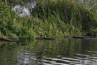 Brandenburg-Oder-Havel-Kanal-20141001-34.jpg