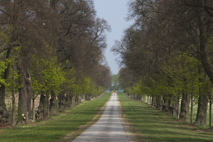 Hakenberg. Allee
24. 4. 2015. Brandenburg. Hakenberg. Allee zur Siegessäule
Schlüsselwörter: 2015;Allee;Brandenburg;Hakenberg