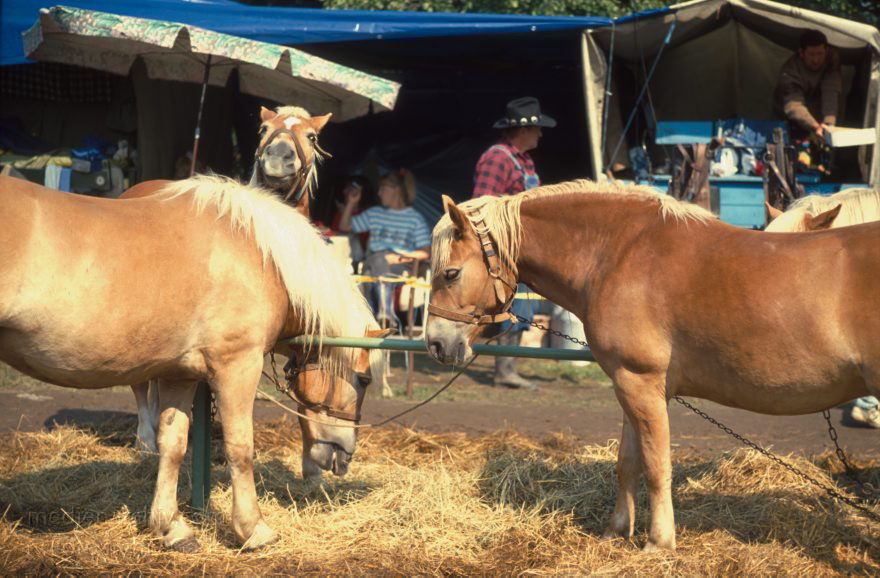 Brandenburg. Pferdemarkt in Havelberg.
September1994. Deutschland. Brandenburg. Havelberg. Pferdemarkt
Schlüsselwörter: Brandenburg;Deutschland;Germany;Havelberg;Markt;Pferd;1994;Pferdemarkt