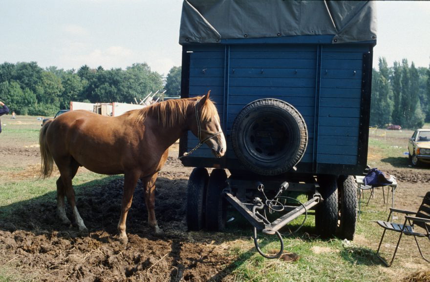 Brandenburg. Pferdemarkt in Havelberg.
4.9.1994. Brandenburg. Havelberg. Pferdemarkt. Ein Pferd neben einem Wagen an der Deichsel.
Schlüsselwörter: Brandenburg;Deutschland;Germany;1994;Havelberg;Pferd;Pferdemarkt