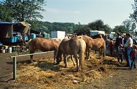 Brandenburg-Havelberg-Pferdemarkt-19940904-35.jpg