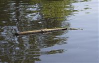 Brandenburg-Havelkanal-20130607-Brieselang-111.jpg