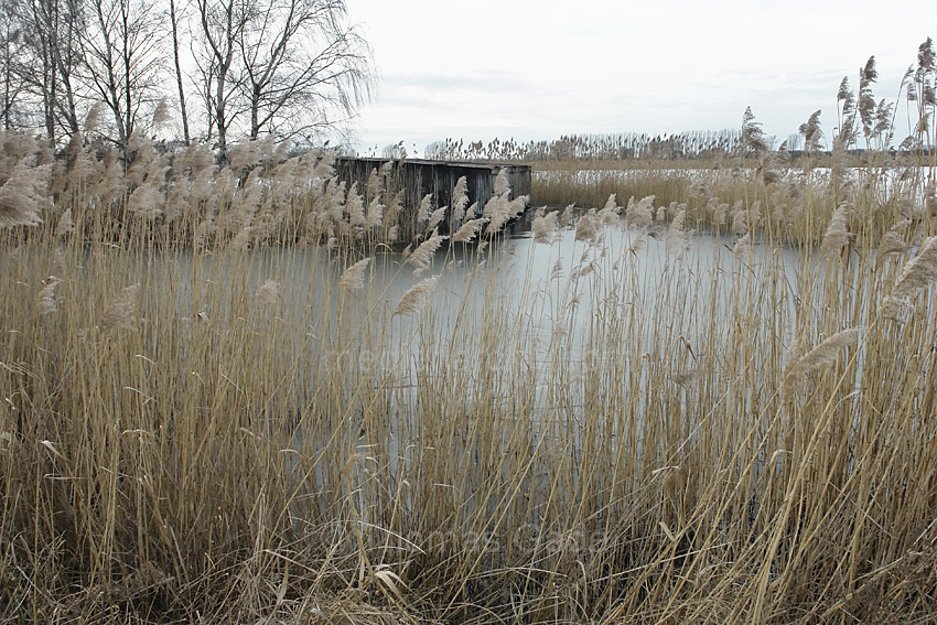 Linum. Eis auf dem Amtmannkanal
8. 2. 2014. Brandenburg. Linum. Eis auf dem Amtmannkanal. Winter. Bootshaus. Pflanzen. Gras. Schilf
Schlüsselwörter: Bootshaus;Brandenburg;Eis;Gras;Linum;Schilf;Teiche;2014;Winter
