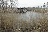 Brandenburg-Linum-Amtmannkanal-20140208-052.jpg