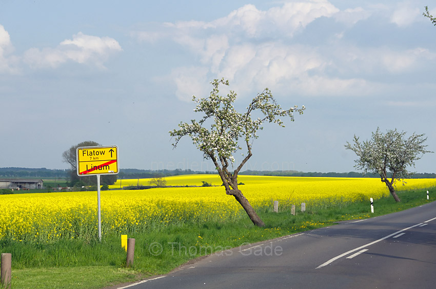 Linum. Obstbäume an einem blühenden Rapsfeld
26. 4. 2014. Brandenburg. Linum. Obstbäume an einem blühenden Rapsfeld
Schlüsselwörter: Brandenburg;Brassica napus;Brassicaceae;gelb;Kreuzblütengewächs;Landwirtschaft;Linum;Obstbaum;2014;Blüte;Raps