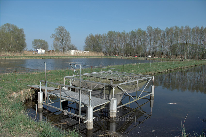 Linum. bekannt als Storchendorf.
10. 4. 2009. Brandenburg. Linum. Rhinluch. bekannt als Storchendorf.
Schlüsselwörter: Deutschland;Germany;Linum;2009;Brandenburg;Rhinluch