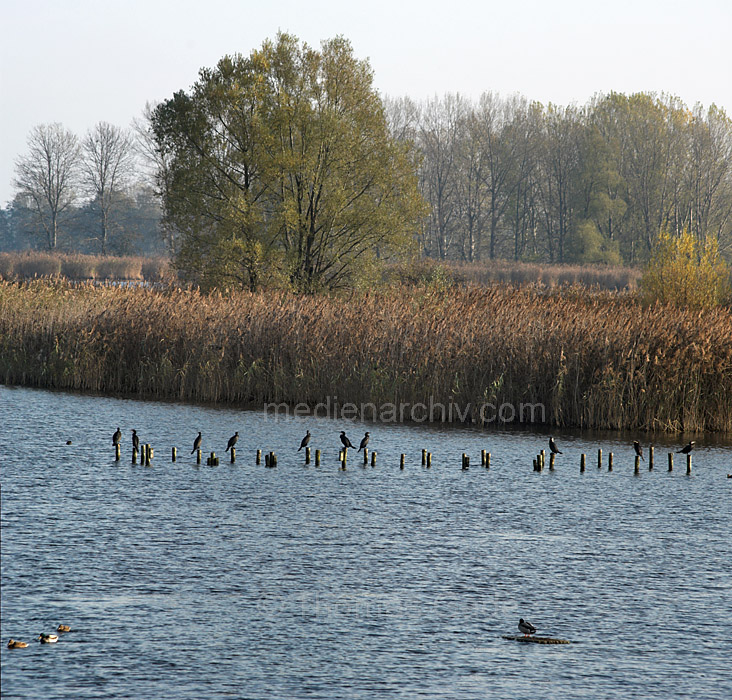 Linum. Fauna Vogel Vögel an den Fischteichen
31. 10. 2009. Brandenburg. Rhinluch. Linum. Fauna Vogel Vögel an den Fischteichen.
Schlüsselwörter: Deutschland;Fauna;Germany;Linum;Rhinluch;Teich;Vogel;2009;Brandenburg;Vögel