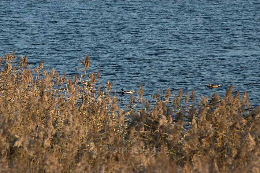 Linum. Fauna Vogel Vögel an den Fischteichen
31. 10. 2009. Brandenburg. Rhinluch. Linum. Fauna Vogel Vögel an den Fischteichen.
Schlüsselwörter: Deutschland;Fauna;Germany;Linum;Rhinluch;Teich;Vogel;2009;Brandenburg;Vögel
