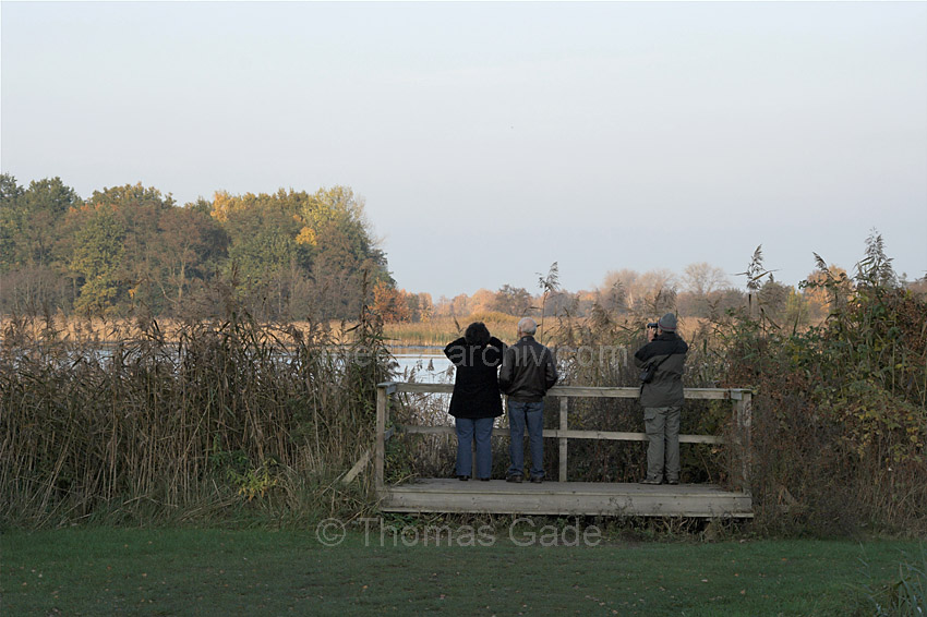 Linum. Vogelbeobachter
31. 10. 2009. Brandenburg. Rhinluch. Vogelbeobachter bei Linum. Die hier rastenden Zugvogelschwärme ziehen Publikum an.
Schlüsselwörter: Deutschland;Germany;Linum;Rhinluch;2009;Brandenburg;Vogelbeobachter